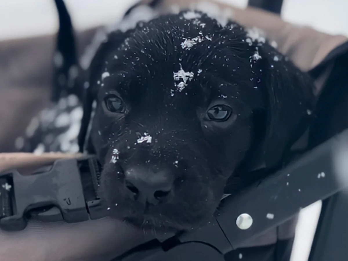 American working-line Labrador retriever from Marble Mountain Kennels, Montague, California