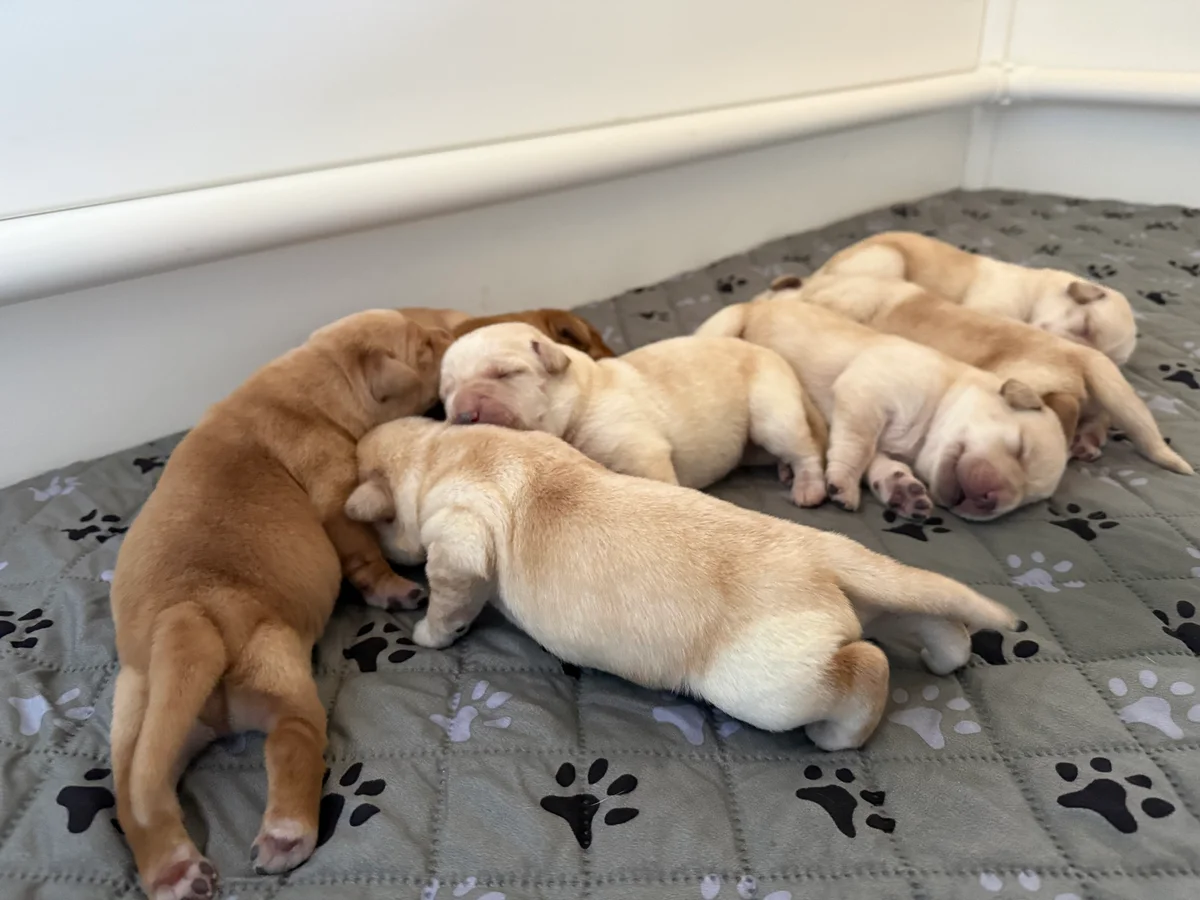 English Labrador retriever from Pacific Crest Labradors, Ranchita, California