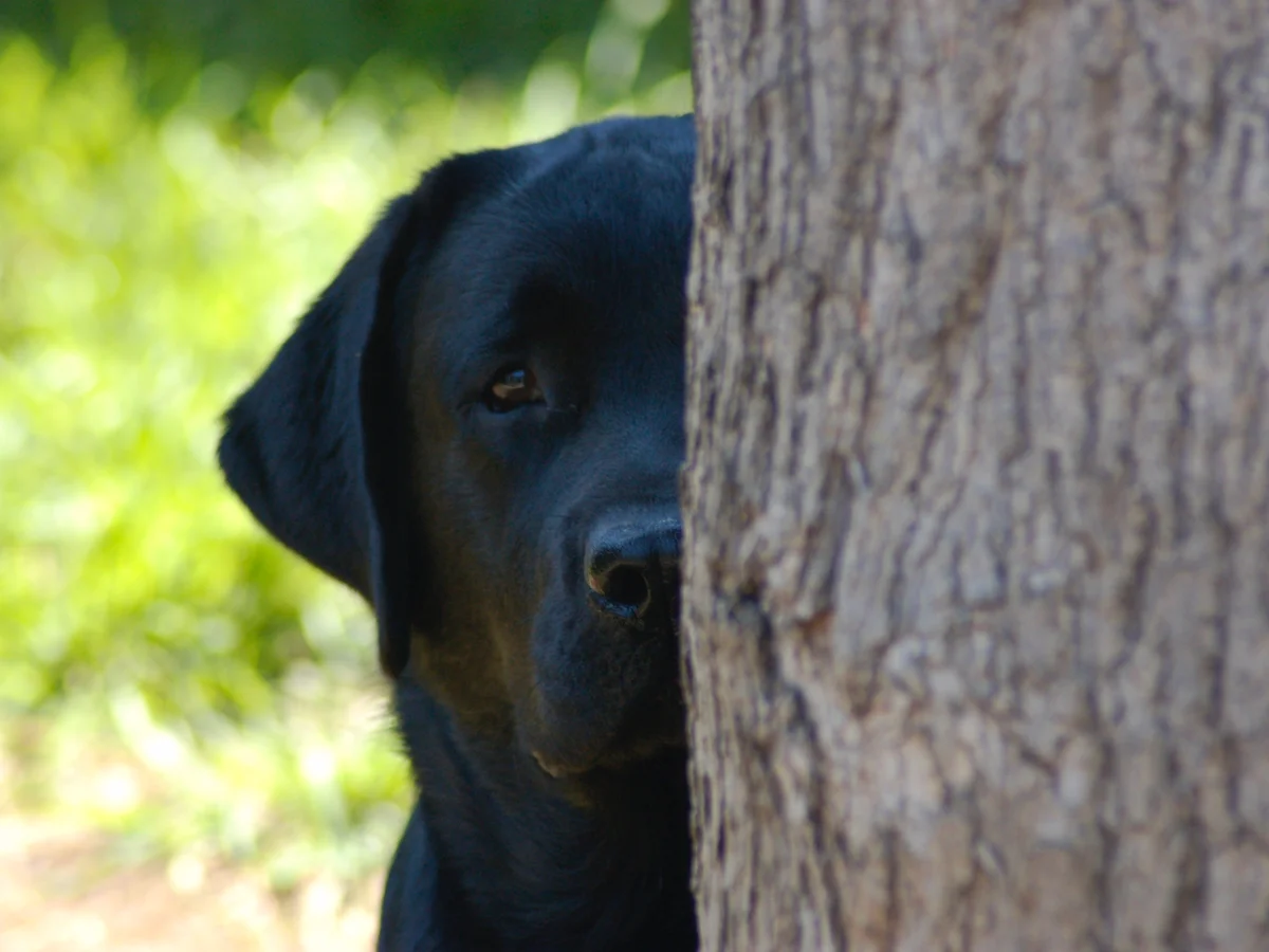 English-bench style Labrador retriever from Shelquin Labradors, East Bay, California