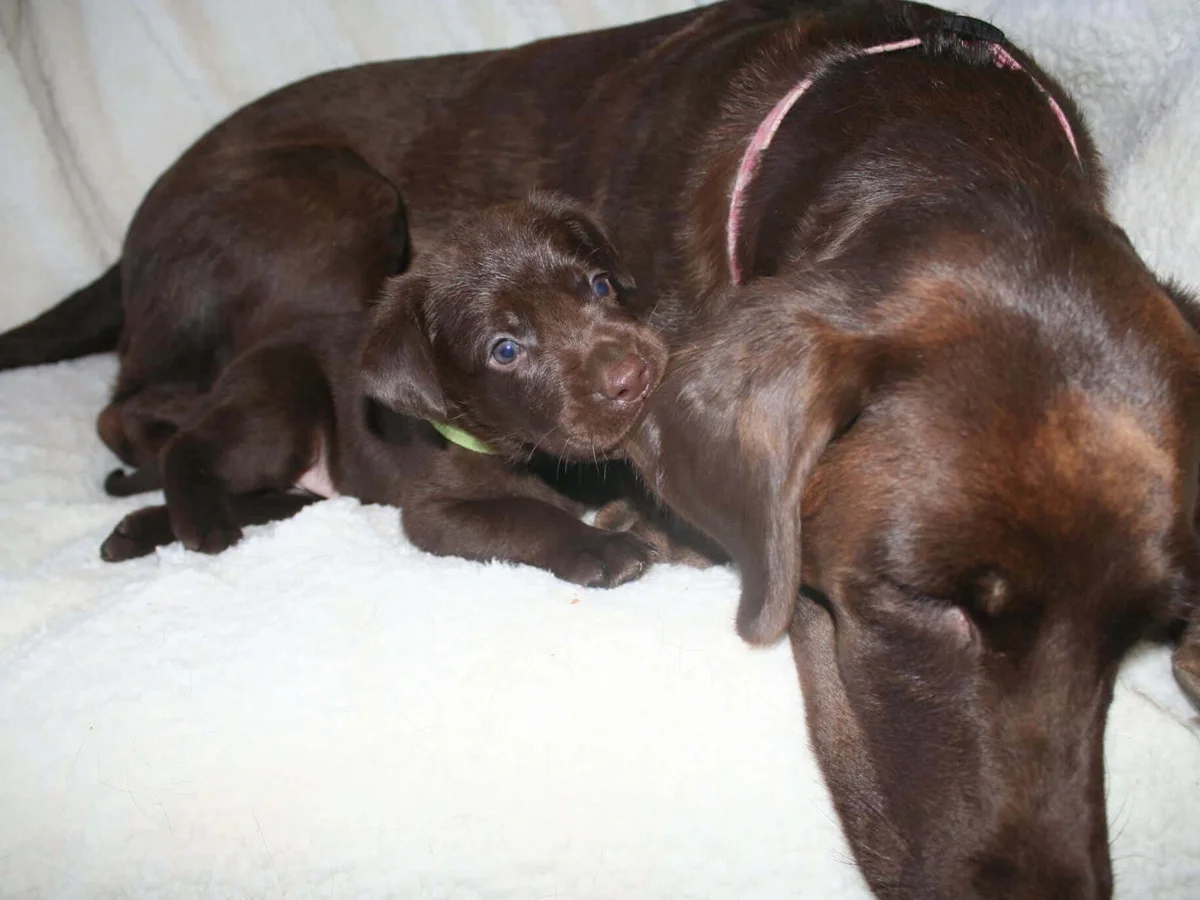 Labrador retriever from Sierra Valley Labs, Madera, California Sierra Foothills
