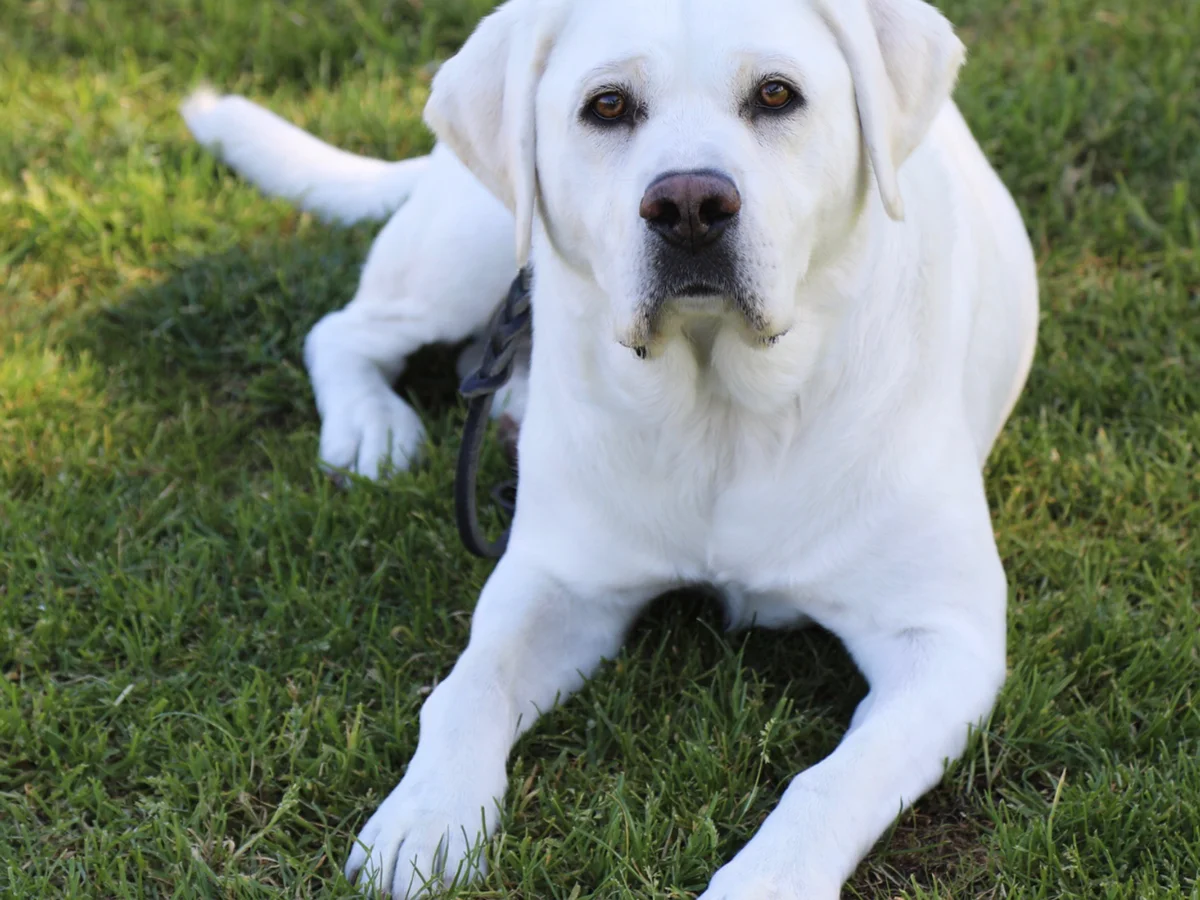 White English Labrador retriever from Stofer's Labs, Prunedale, California
