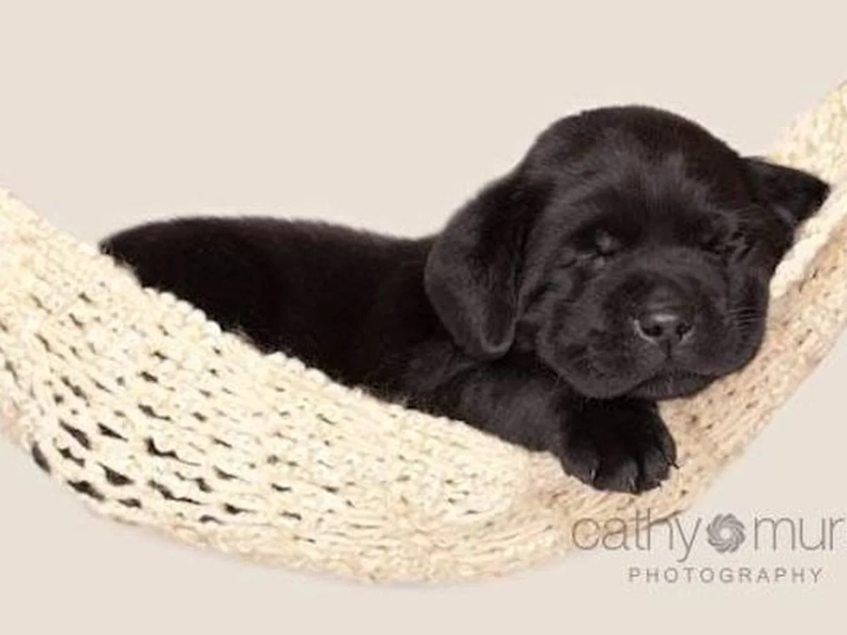 Labrador retriever from Summerland Labradors, Phelan, California High Desert