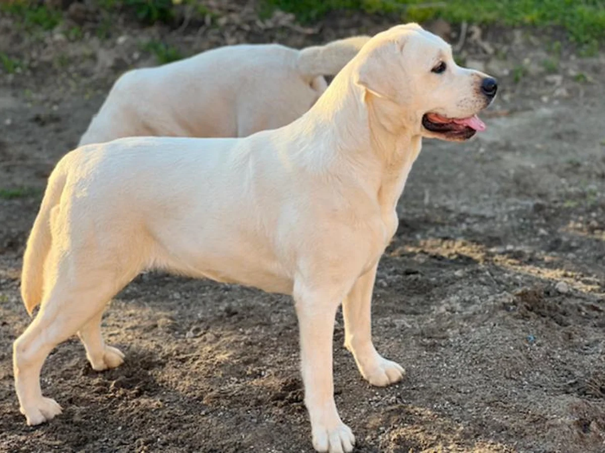 English white Labrador retriever from Yoder Labradors, Oceanside, California