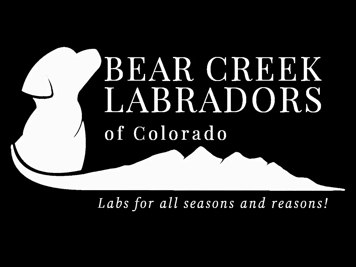 Labrador retriever from Bear Creek Labradors, Craig Colorado