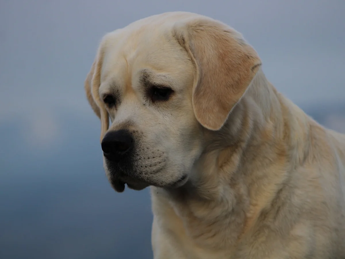 English Labrador retriever from BoulderCrest Ranch, Colorado