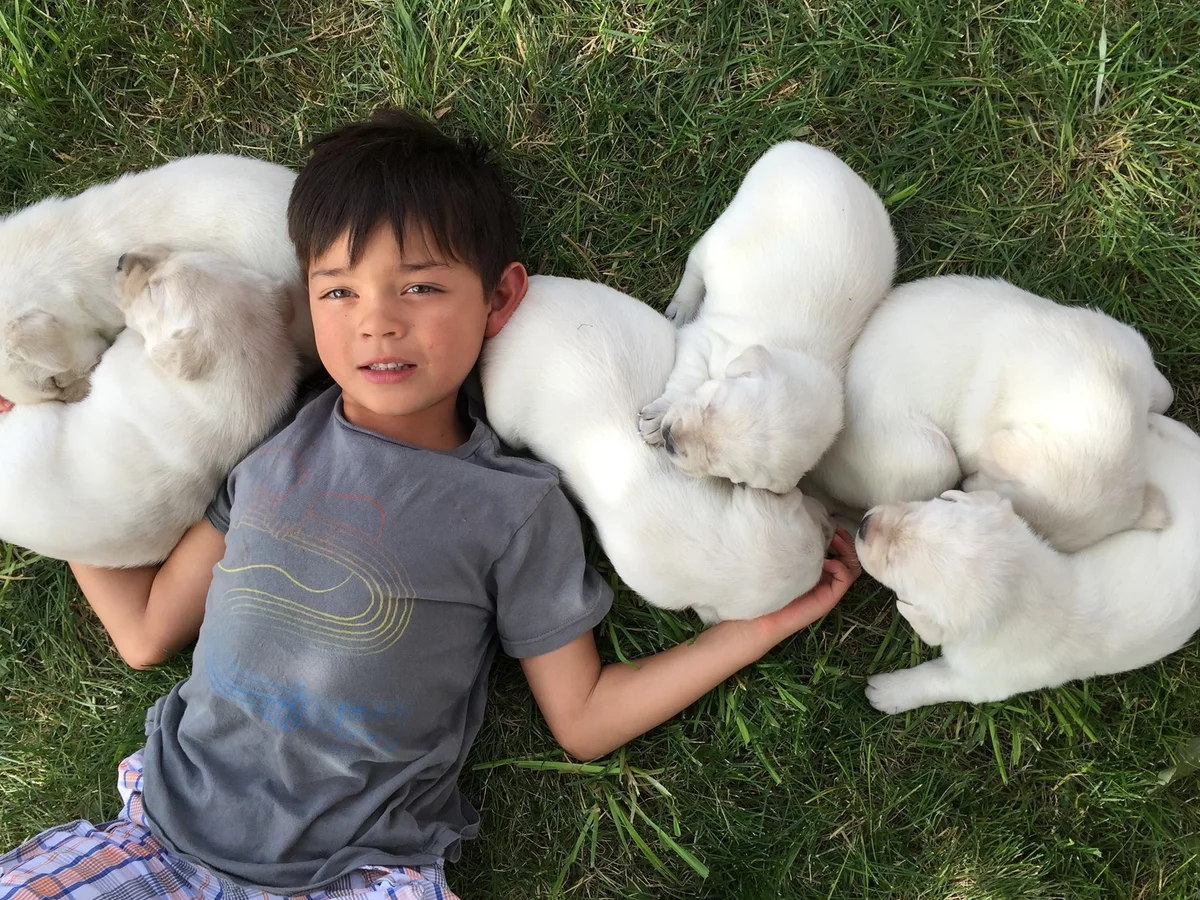 Conformation Labrador retriever from Heatherdowns Labradors, Franktown Colorado