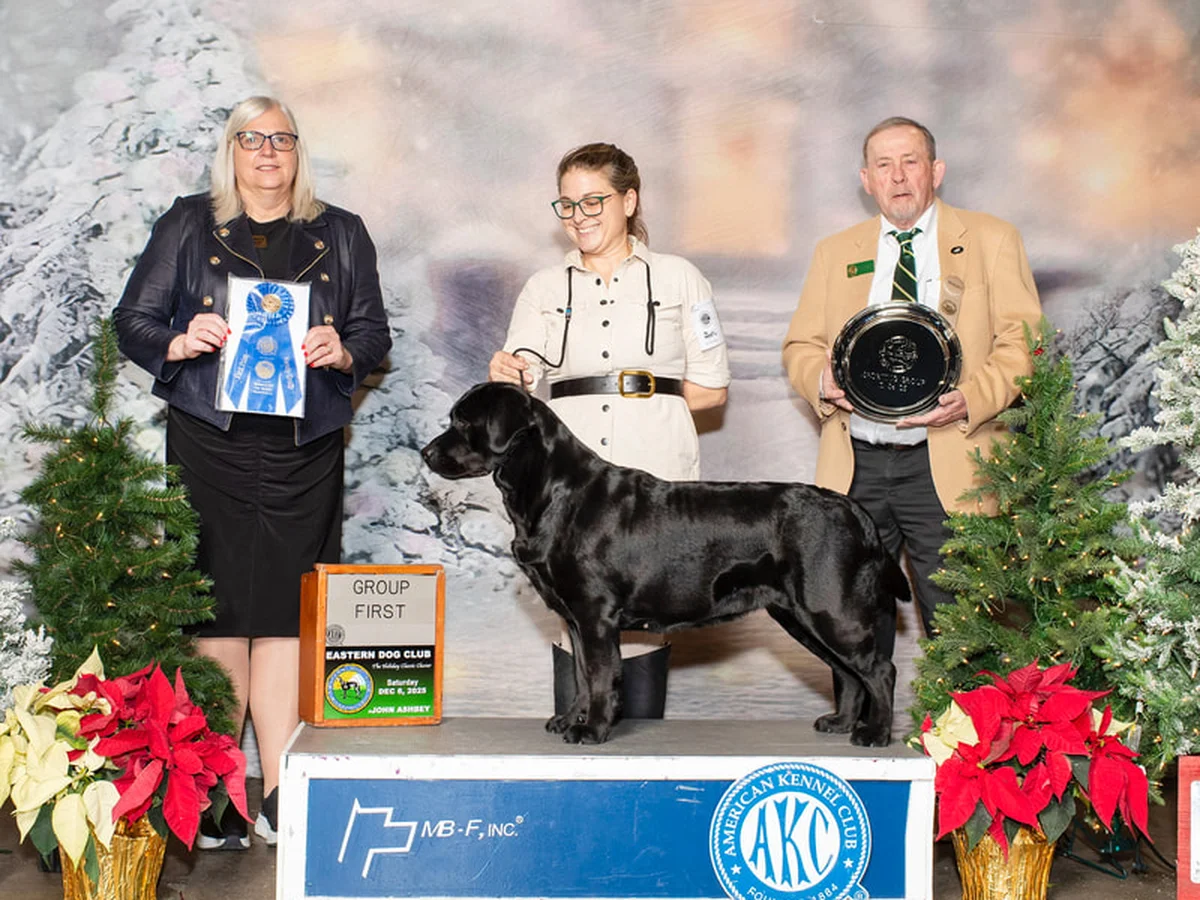 Conformation Labrador retriever from Atlas Labradors, Bethlehem Connecticut