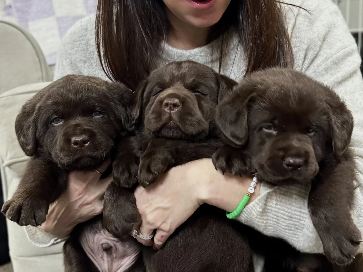 Labrador retriever from CopperRidge Labradors, Killingworth Connecticut