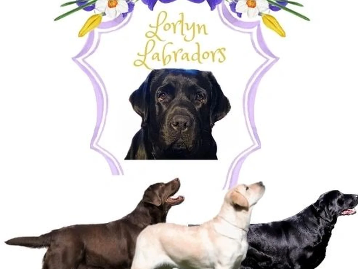Labrador retriever from Lorlyn Labradors, East Haddam Connecticut