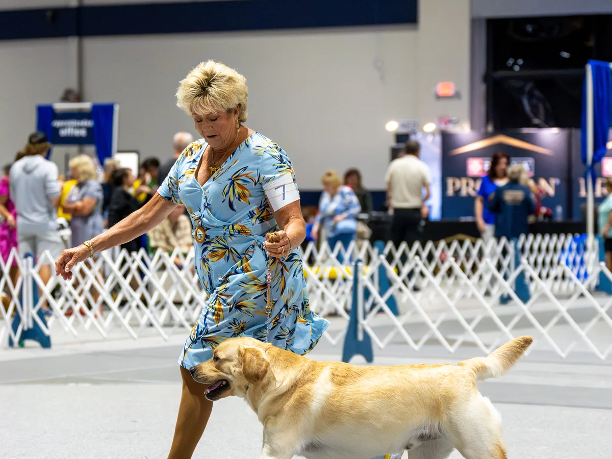 Yellow Labrador retriever from Bluewater Labradors, Tarpon Springs, Florida