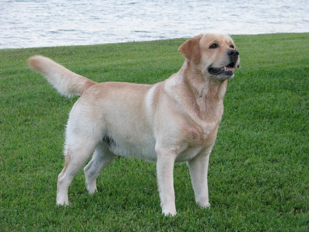 Conformation Champion Labrador retriever from Chambray Labradors, Florida