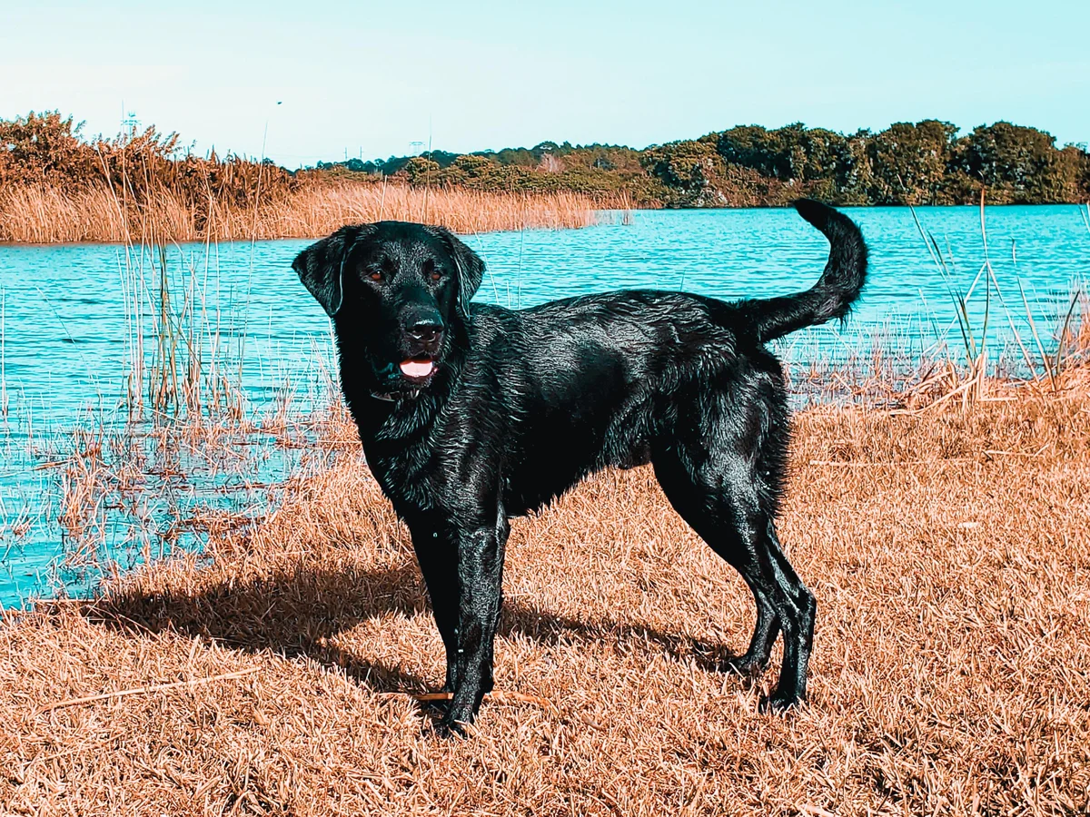 Field-type Labrador retriever from Harrison's Lakeside Labradors, Cocoa, Florida