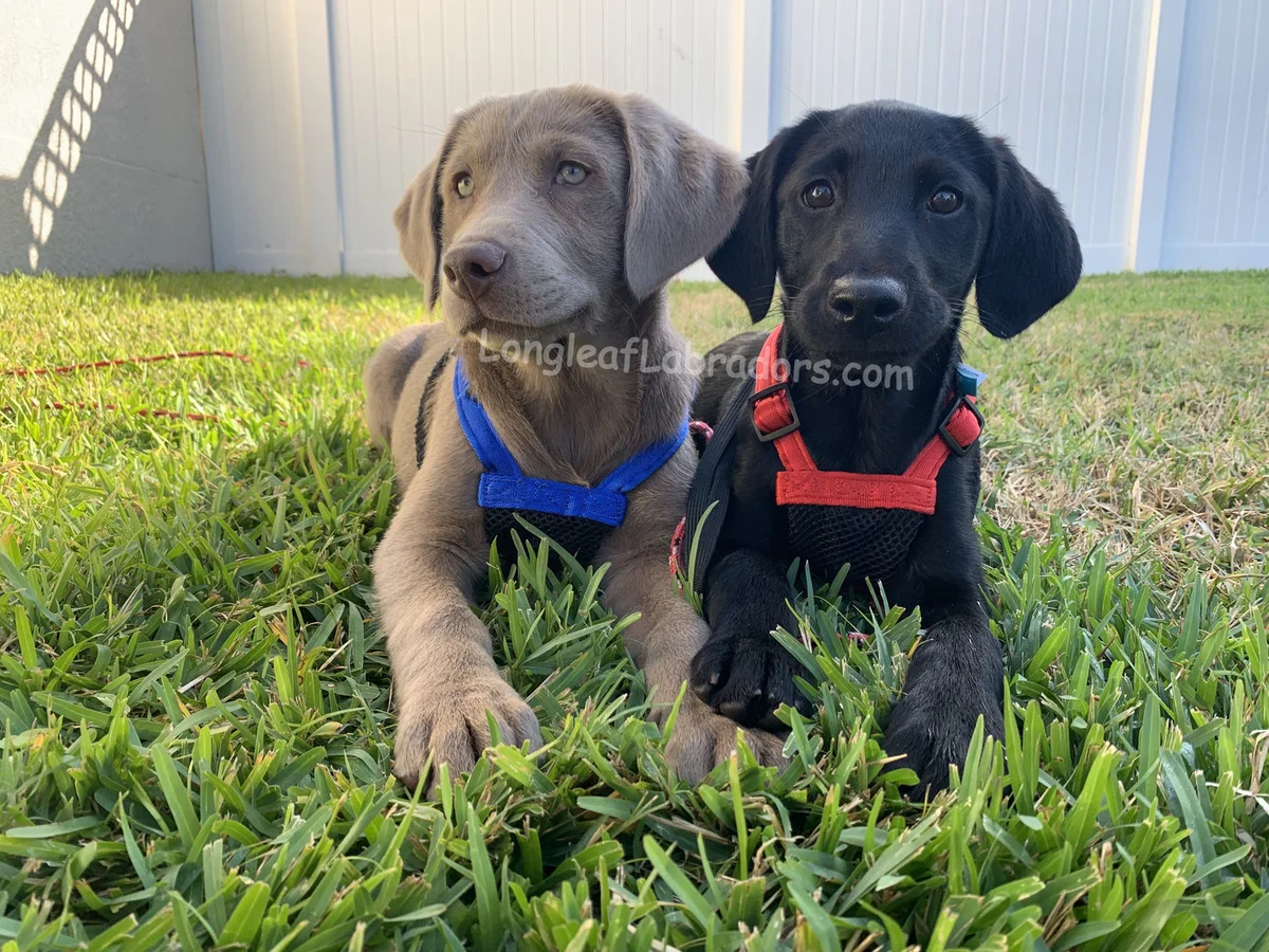 Labrador retriever from Longleaf Labradors, near Tampa, Florida