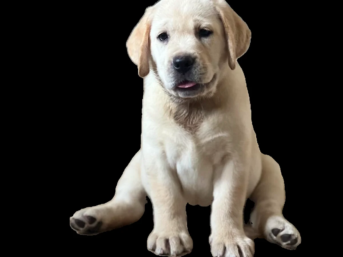 Labrador retriever from RSJ Labradors, Brooksville, Florida