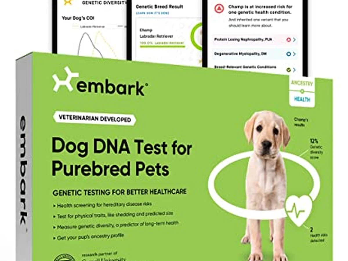 Labrador retriever from South West Florida Labradors, Punta Gorda, Florida