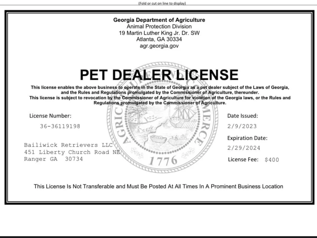 American field Labrador retriever from Bailiwick Retrievers, Ranger Georgia