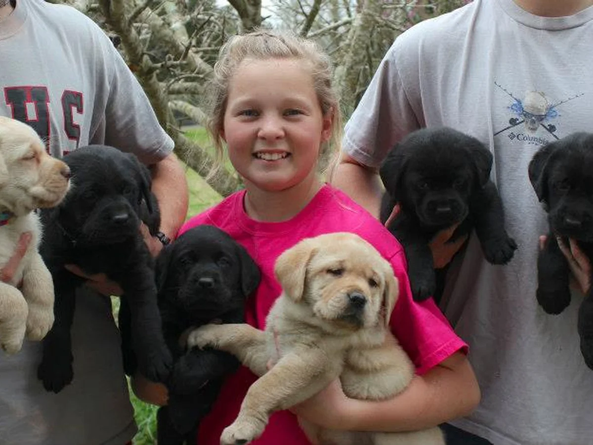 Labrador retriever from WindFields Labradors, Lincolnton Georgia