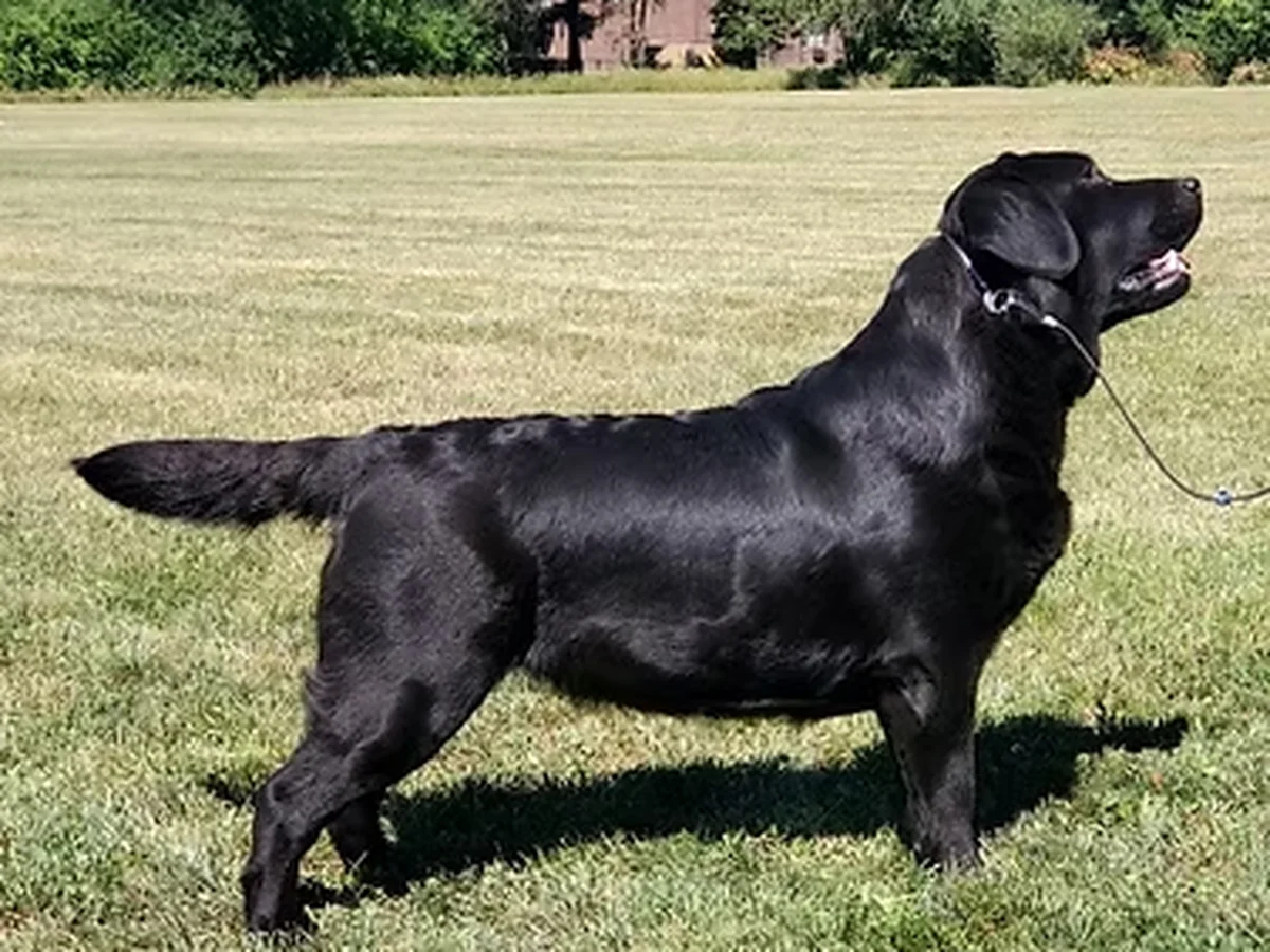 Labrador retriever from Anthem Labradors, Harvard Illinois