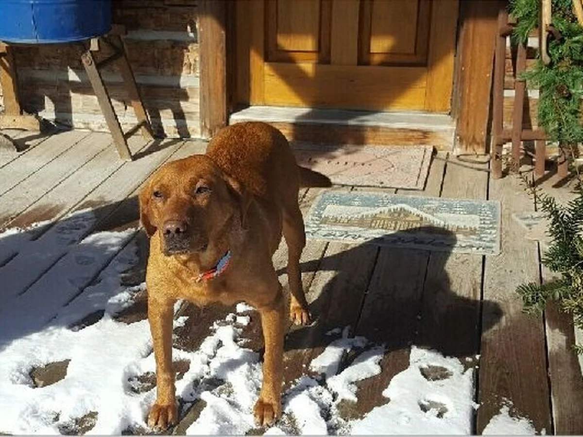 Pointing Labrador retriever from Black Partridge Kennels, Metamora Illinois