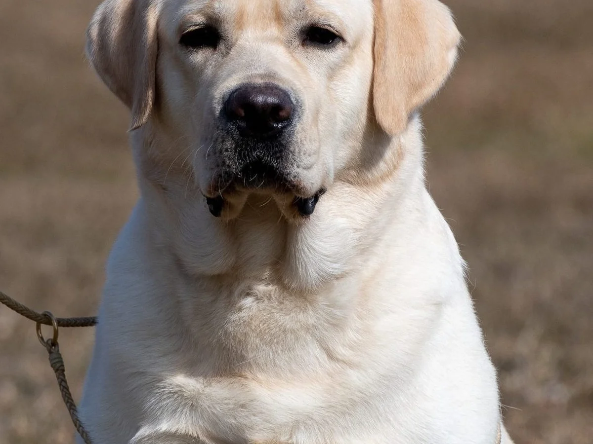 Champion Labrador retriever from Clearwater Labradors, Tinley Park Illinois