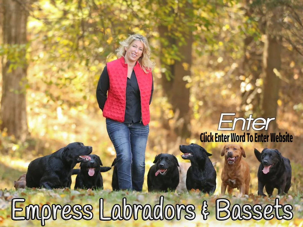 Labrador retriever from Empress Labradors, Roscoe Illinois