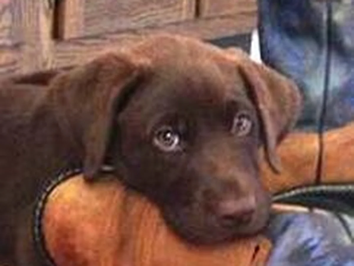 Labrador retriever from Ginzel's Labradors, Morton Illinois