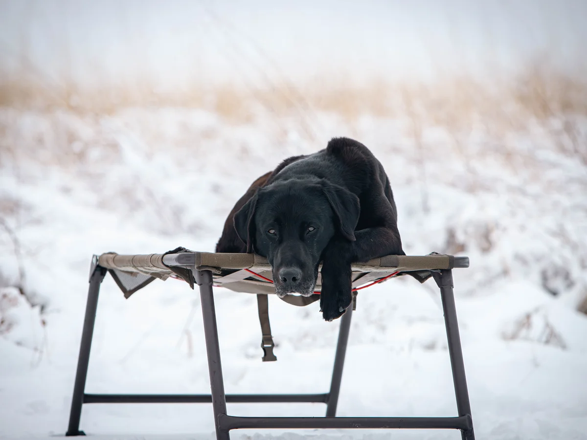 Field Labrador retriever from Massbach Kennels, Mt Carroll Illinois