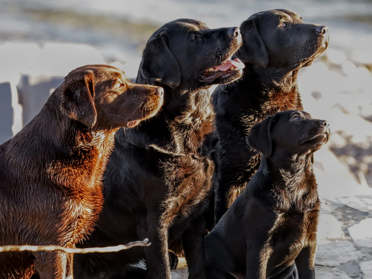 Conformation Labrador retriever from Sommit Labradors, Cary Illinois