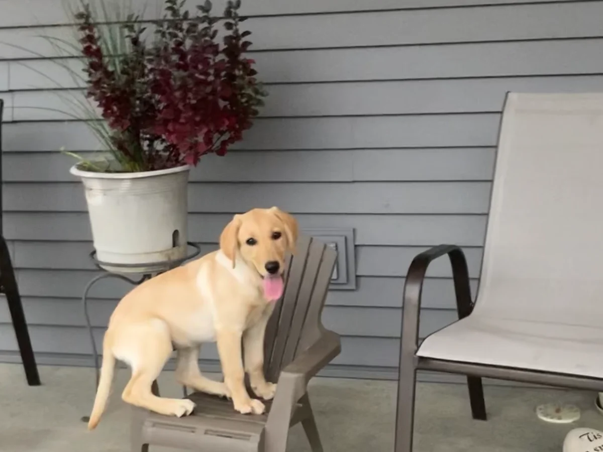 Yellow Labrador retriever from Timberview Labradors, Secor Illinois