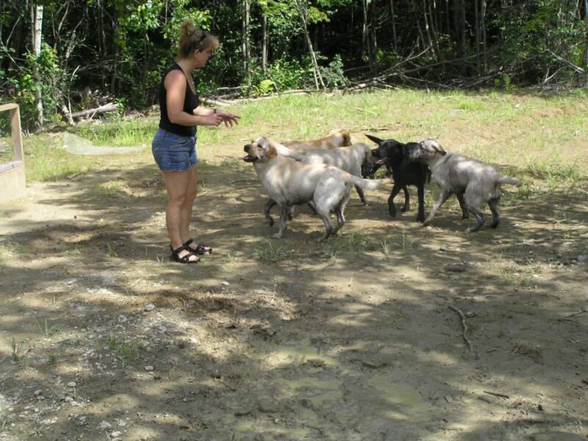 Beech Hill Labradors Labrador Retriever from kennel website