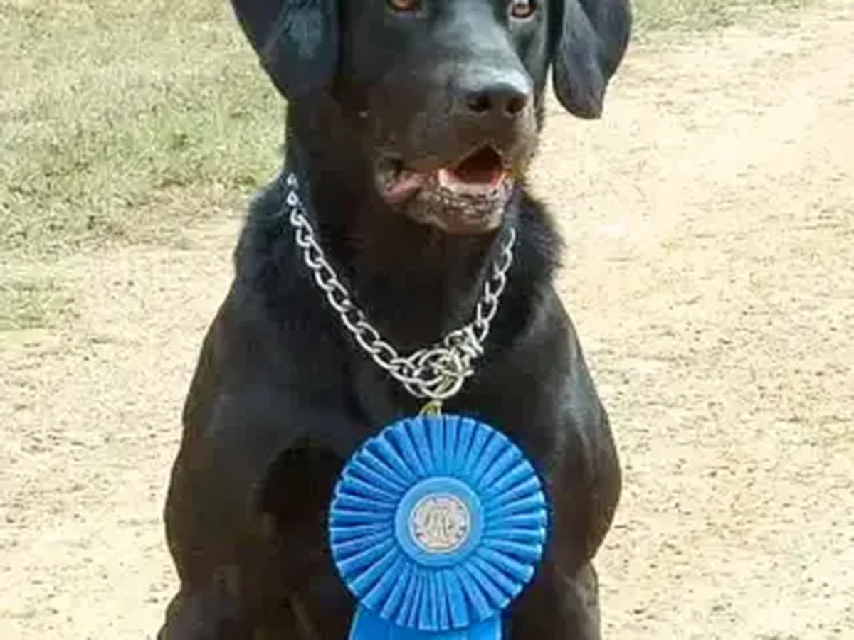 Mill Pond Retrievers Labrador Retriever from kennel website