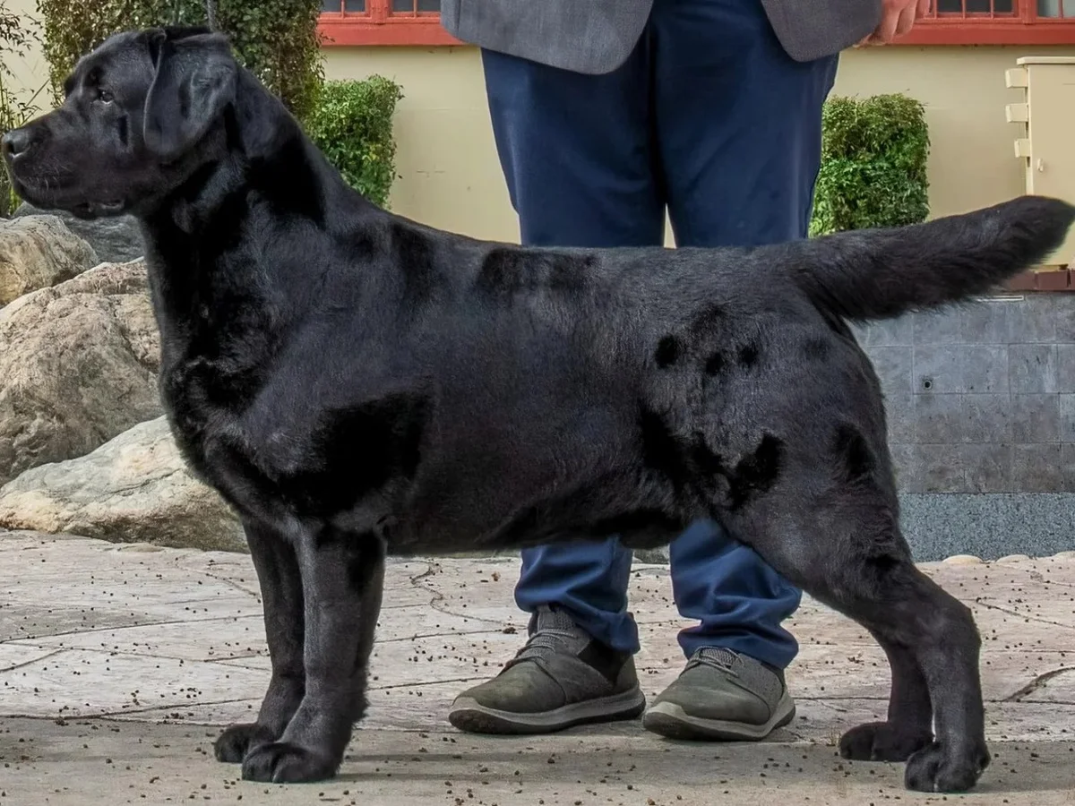 Belquest Conclusion Labrador Retriever from kennel website