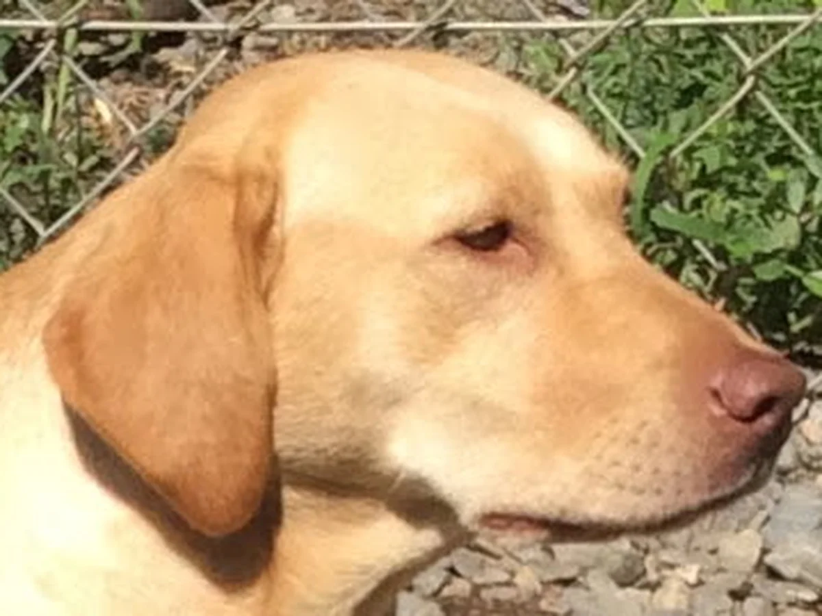 Boynton's Labradors Labrador Retriever from kennel website