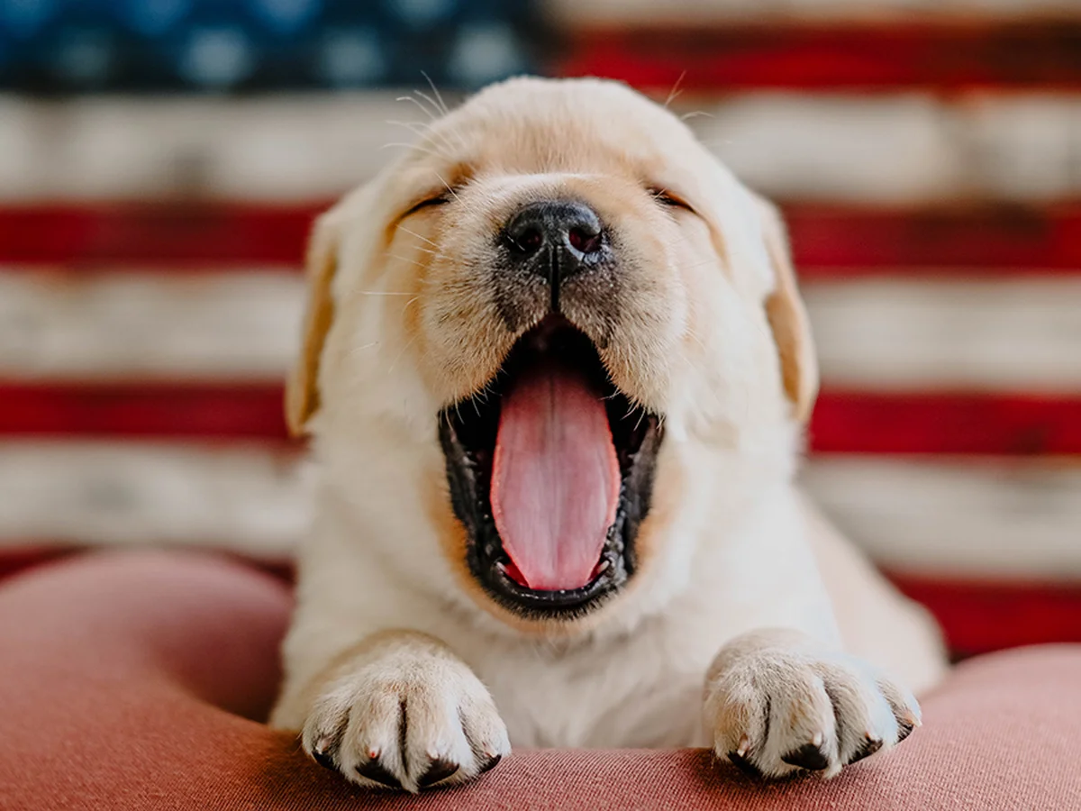 Freedom Ranch Labs Labrador Retriever from kennel website