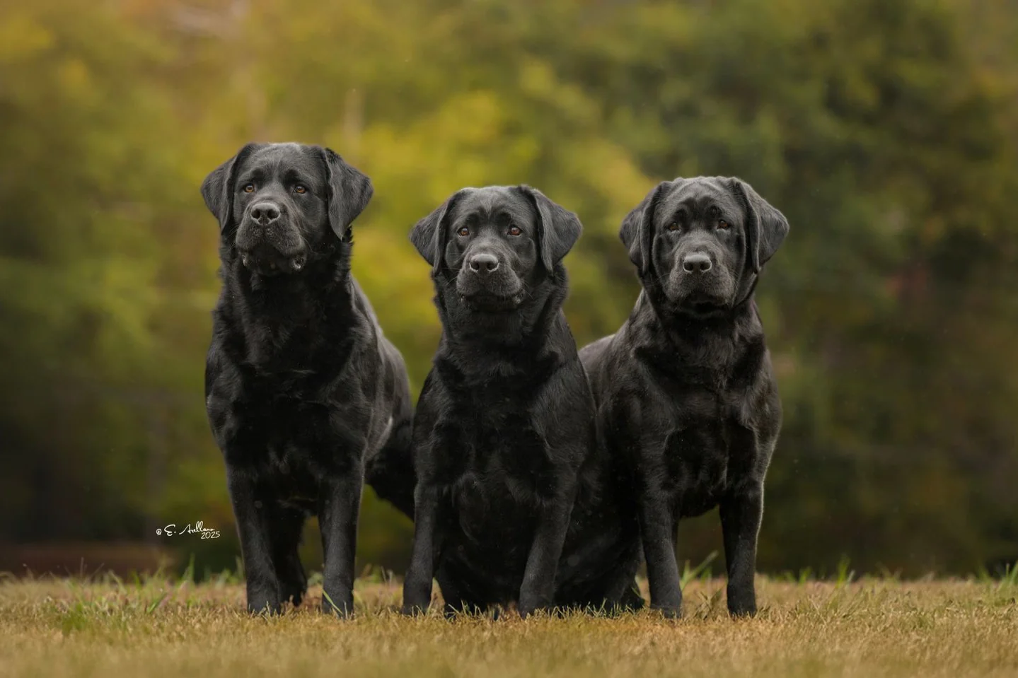 Three black English-type Labrador retrievers from Breckin Labradors, West Springfield, MA