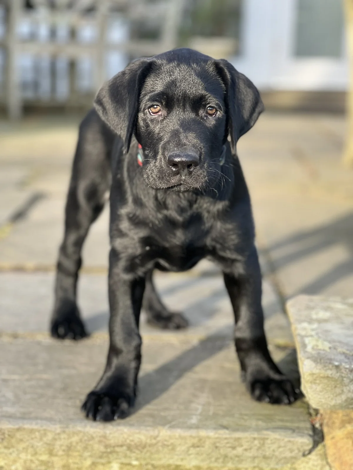 Black Labrador retriever puppy from Dartmoor Retrievers, South Dartmouth, MA