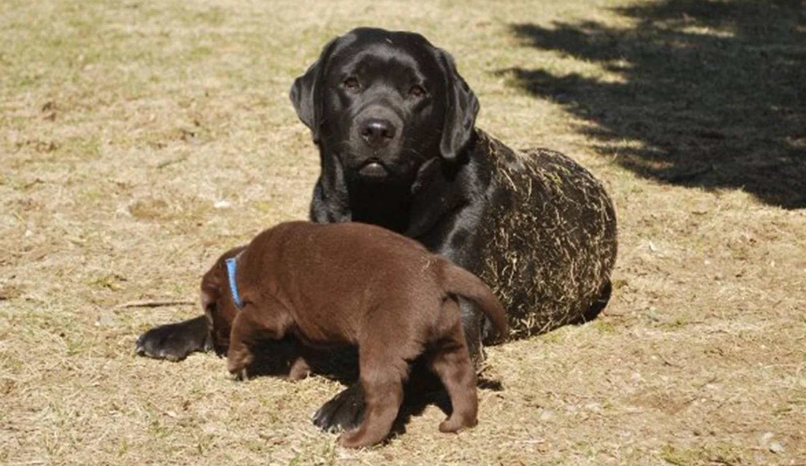 Black English Labrador with chocolate Labrador puppy from Debonair Labradors, South Shore, MA