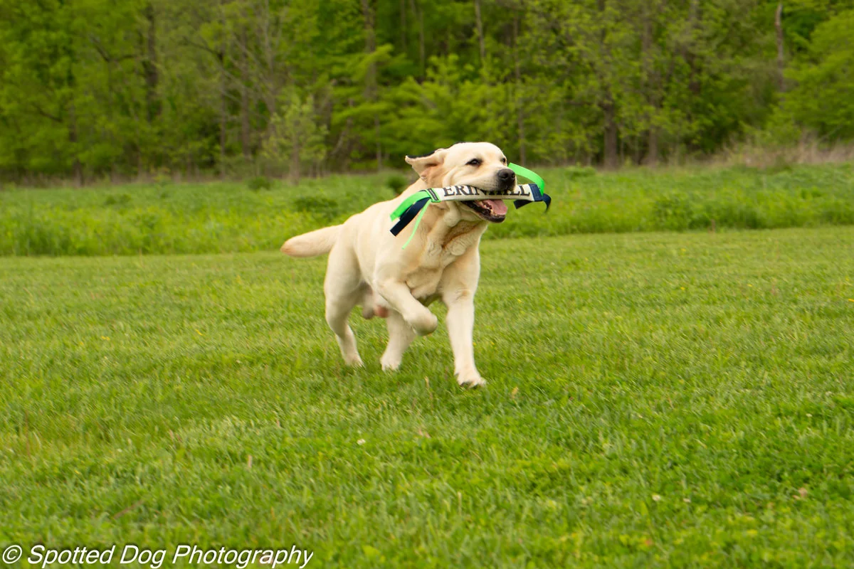 Yellow Labrador retriever from Erinhill Labrador Retrievers, Assonet, MA, retrieving a branded training dummy