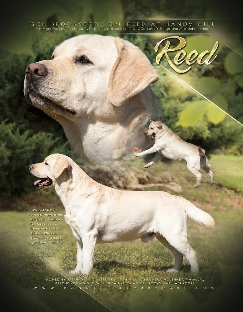 GCH Brookstone CPL Reed at Handy Hill Labradors, Acushnet, MA - yellow English Labrador stud composite