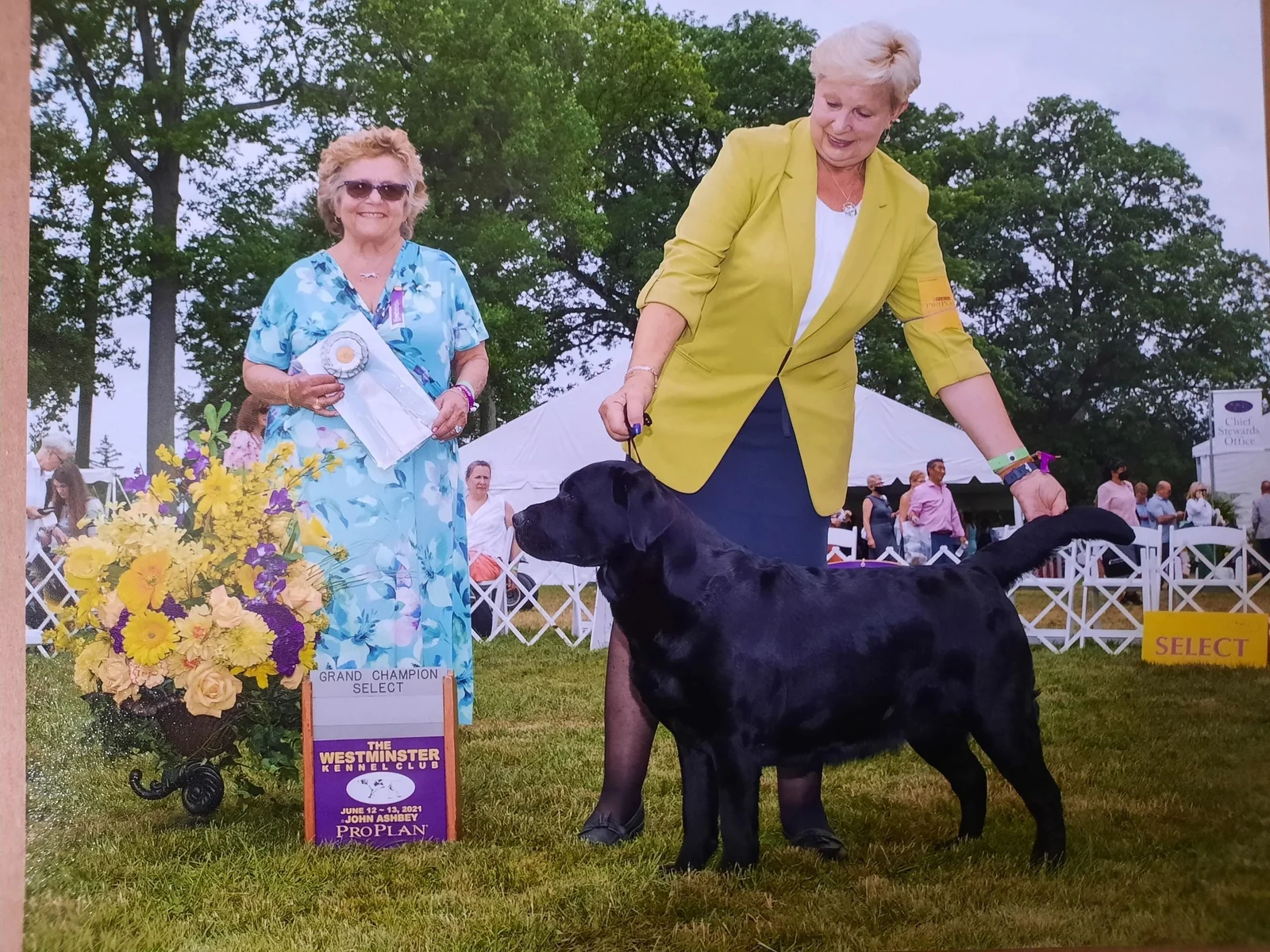 Black Labrador GCH Holly Farm Late Nite Onyx Odyssey winning at Westminster Kennel Club