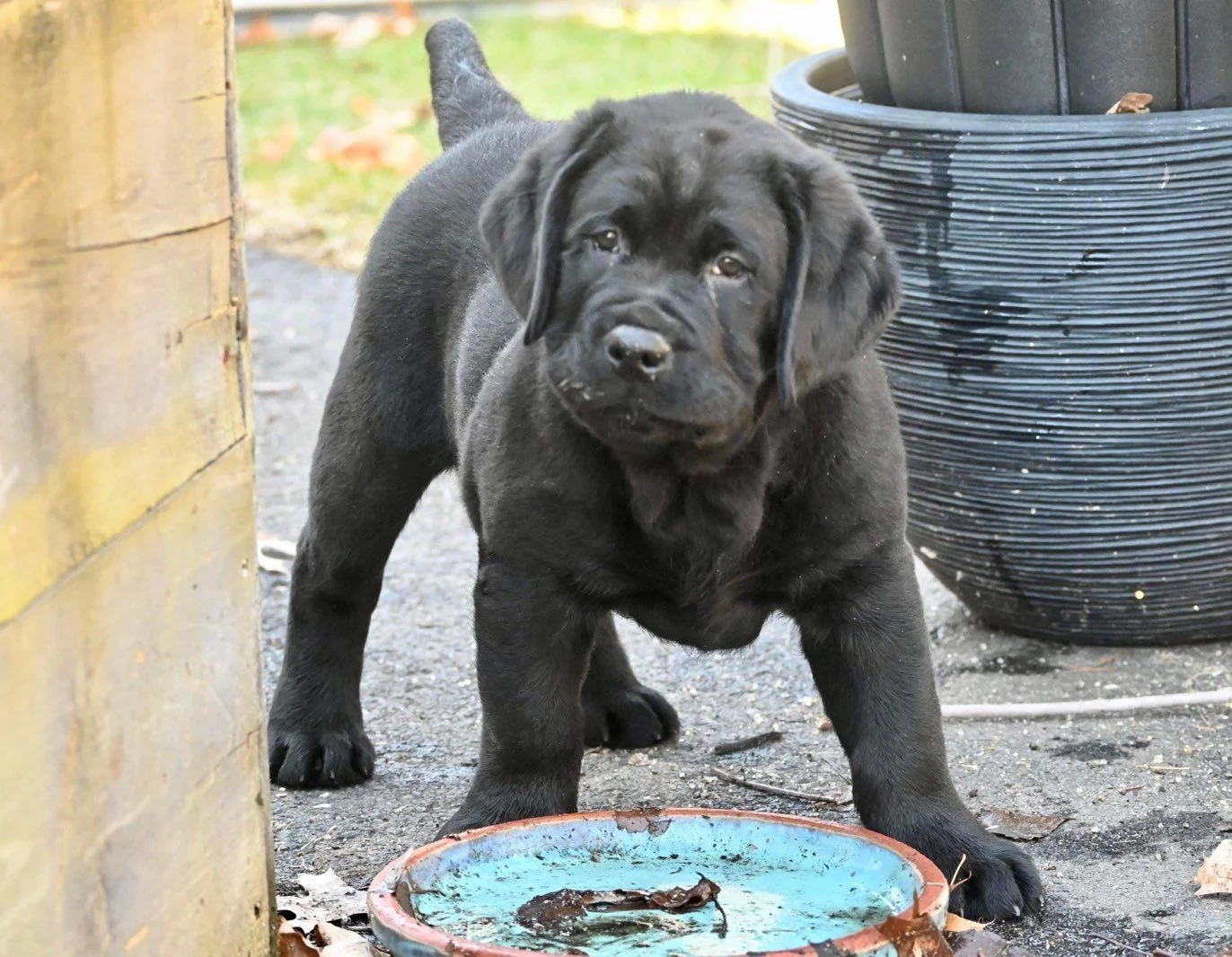 Black English-type Labrador puppy from Knollwood Labradors, Southwick, MA