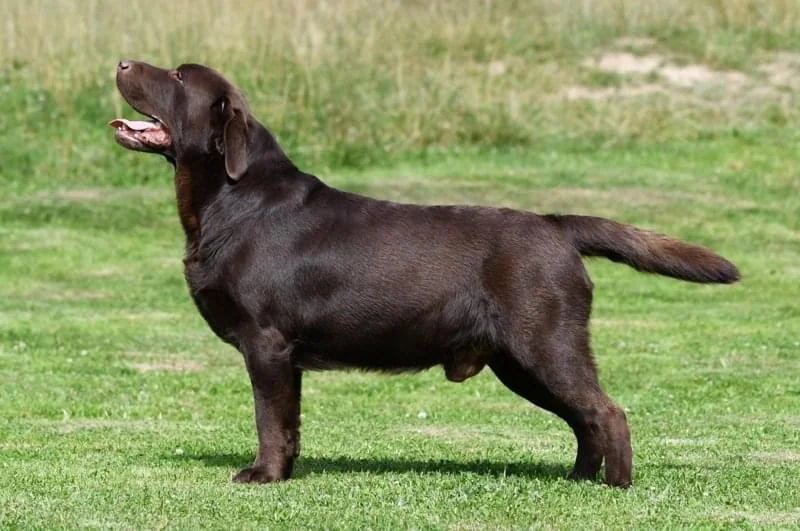 Chocolate Labrador retriever in show stack from Mountain Side Labradors, East Freetown, MA