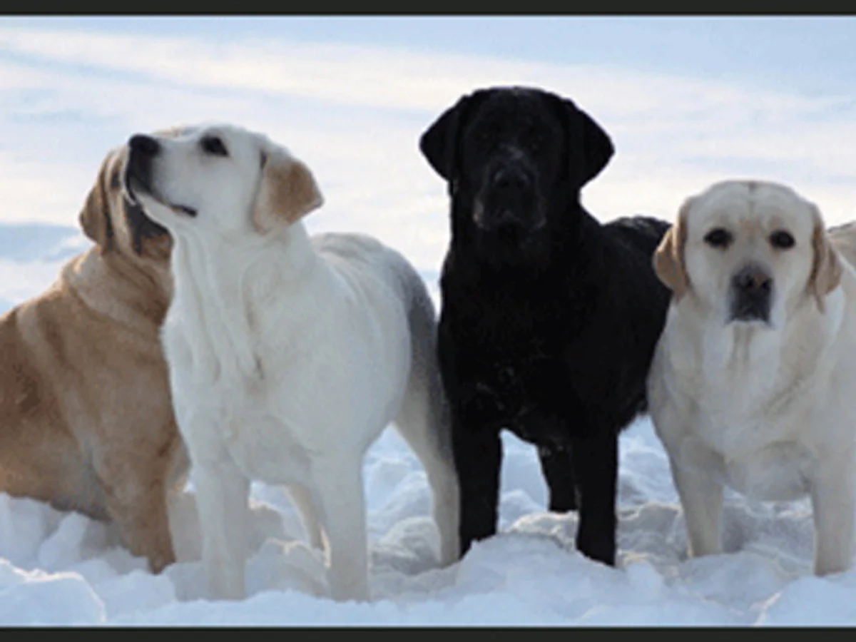 Yellow and black English Labradors from Sunapee Labradors, Sterling, MA, photographed in snow