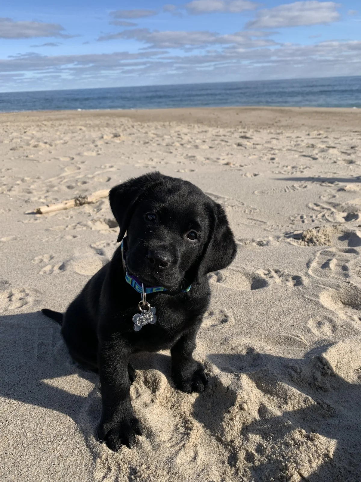 Black Labrador retriever puppy from Triton Labrador Retrievers, Bolton, MA, on the beach