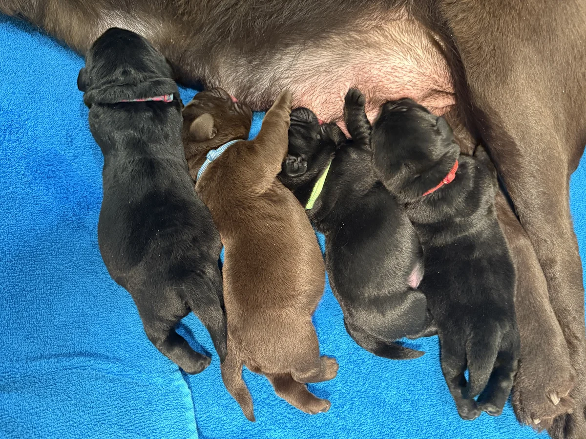 Labrador retriever from Cherryacre Labradors, Dexter Michigan