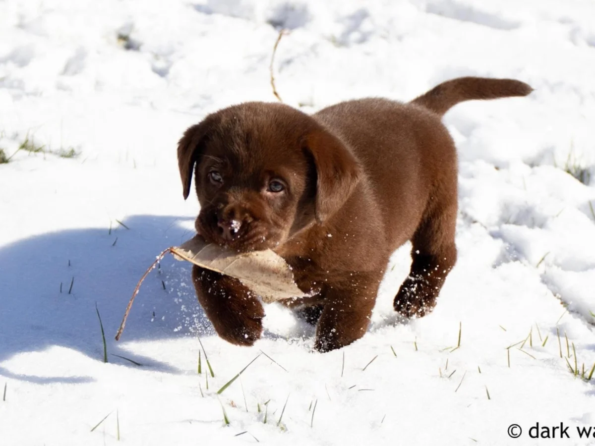 Labrador retriever from Dark Water Labradors, Waterford Michigan