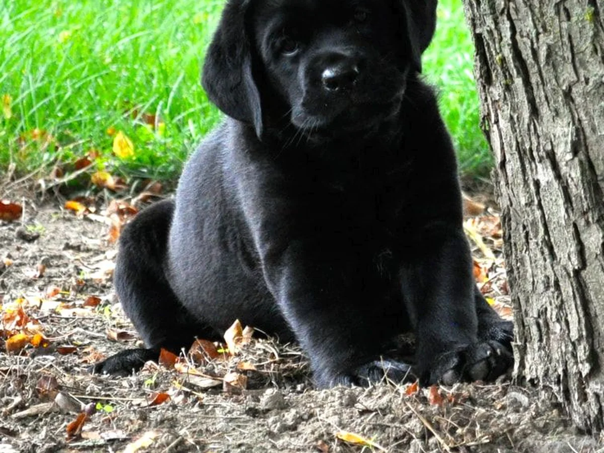 Labrador retriever from Emerald Glen Labradors, Williamston Michigan
