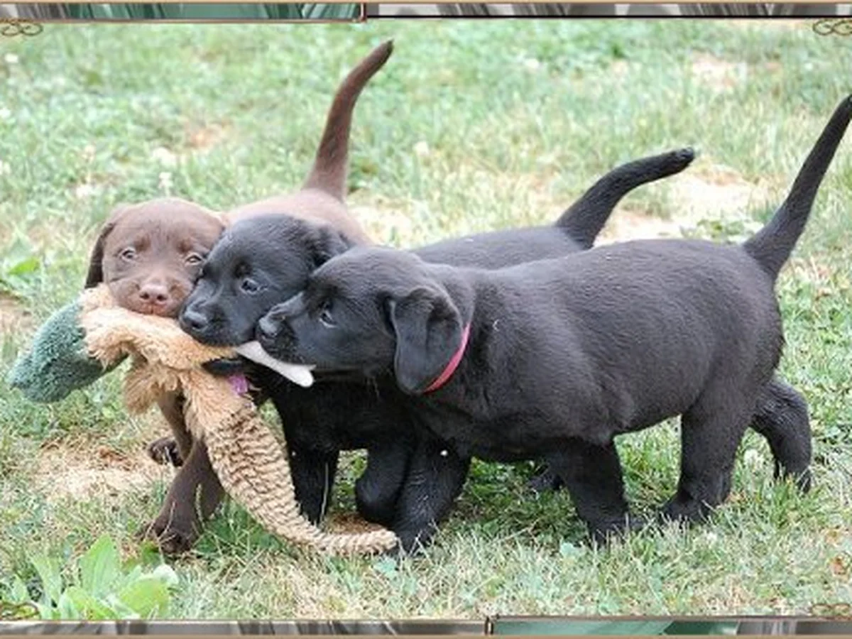 Labrador retriever from Endeavor Labradors, Milford Michigan