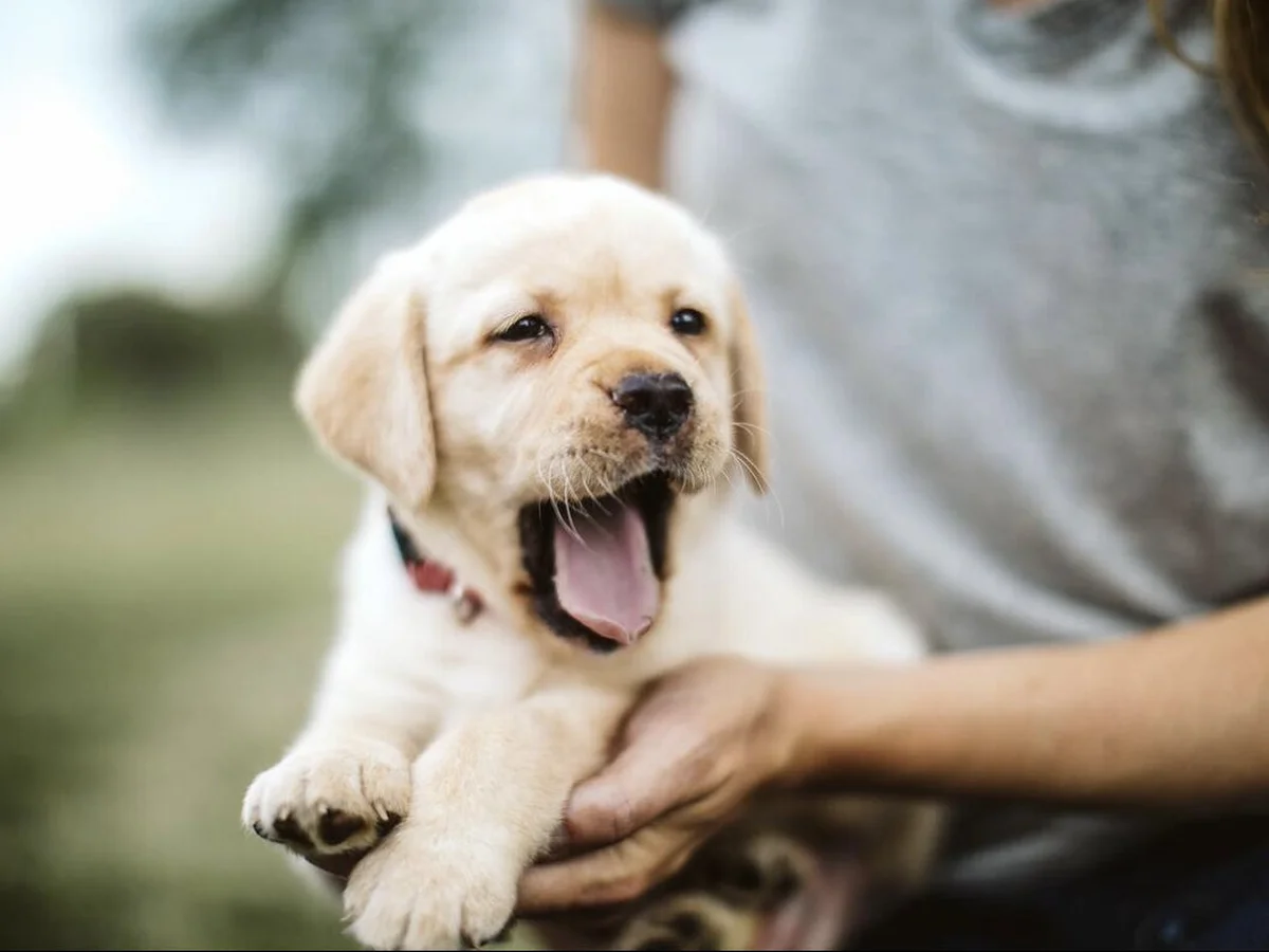 English Labrador retriever from Hearthstone Labradors, Rural West Michigan