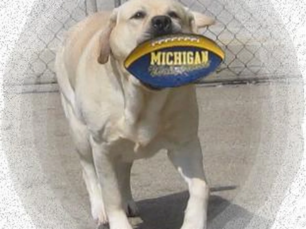 Labrador retriever from Honadore Labradors, Washington Michigan